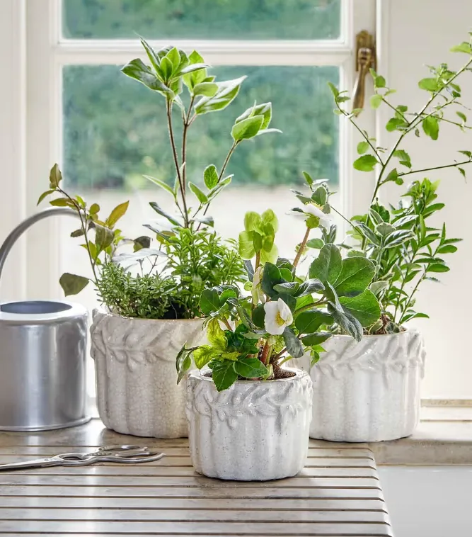 Cetara Pot - 3 Sizes